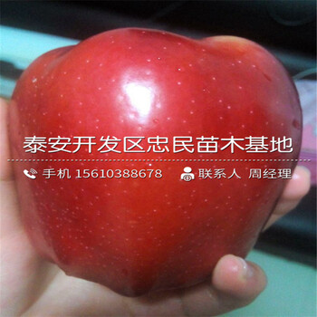 七月天仙苹果苗出售价钱、七月天仙苹果苗价钱低