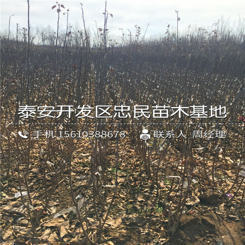 5公分蘋果苗批發(fā)廠家、5公分蘋果苗新品種