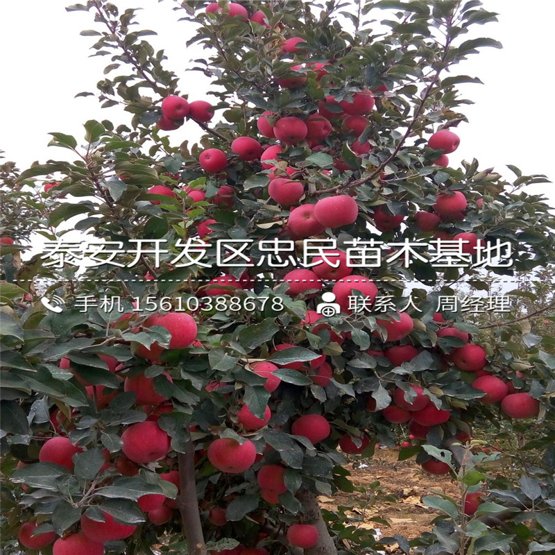 櫻桃小苗批發(fā)單價、櫻桃小苗供應(yīng)商
