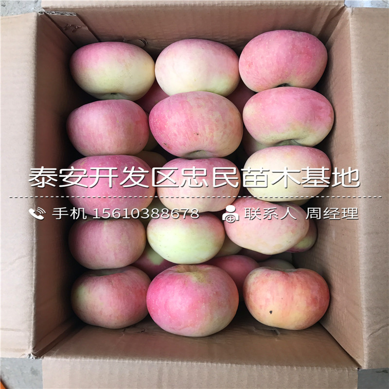 七月天仙苹果苗出售价钱、七月天仙苹果苗价钱低