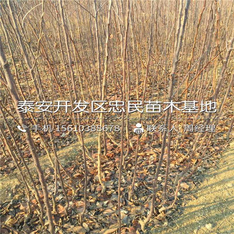 自根站蘋果苗銷售基地、自根站蘋果苗出售價格是多少