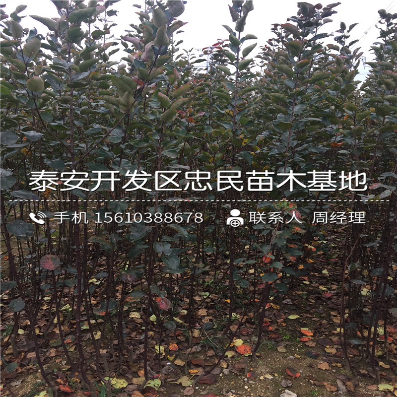 長富蘋果苗附近哪里有、長富蘋果苗批發(fā)基地