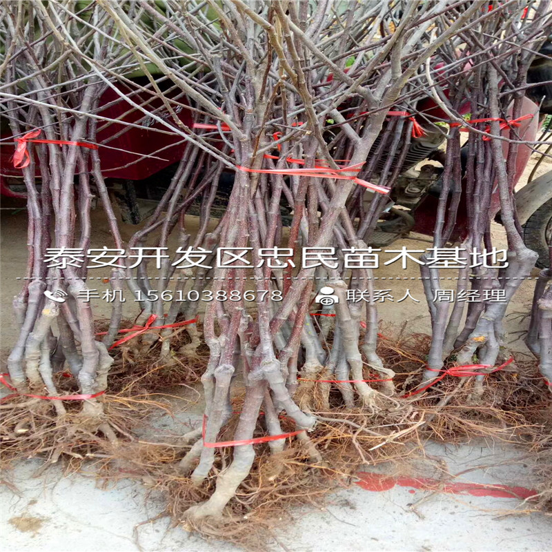 短枝苹果苗什么价格、短枝苹果苗批发出售