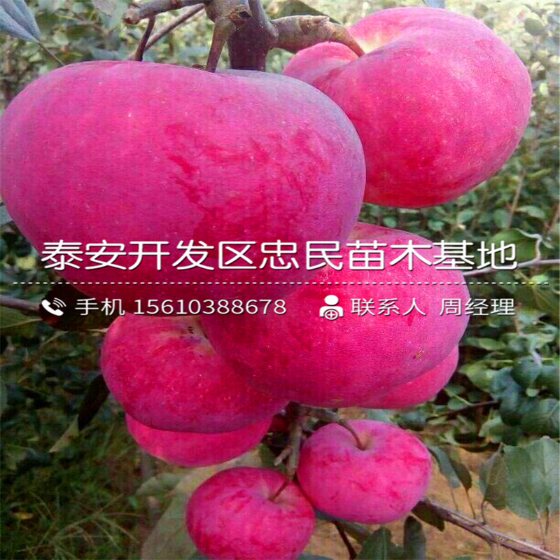 美八蘋果苗出售單價、美八蘋果苗出售