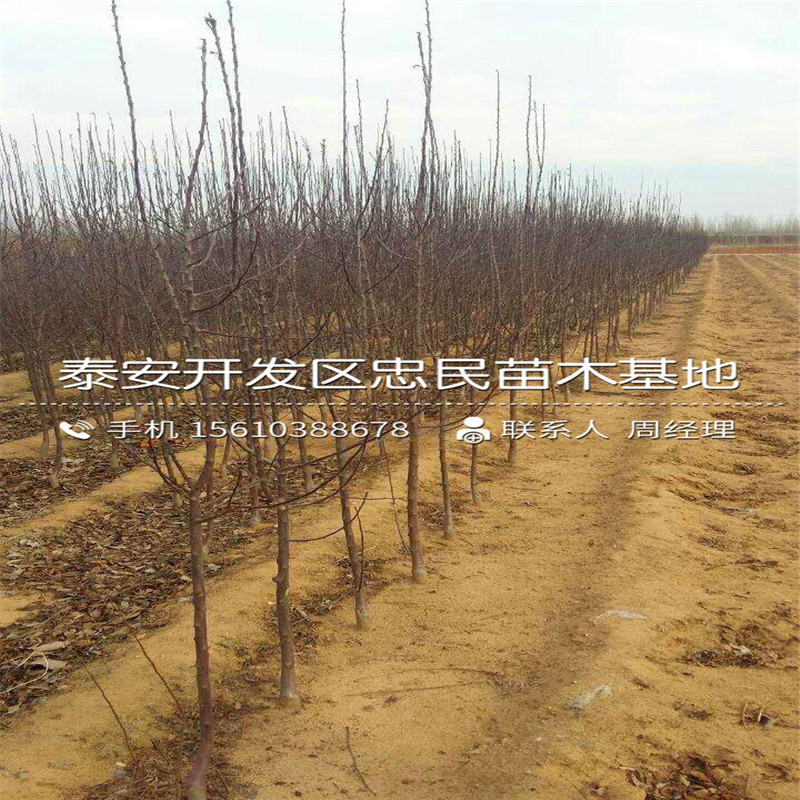 9公分蘋果苗批發(fā)廠家、9公分蘋果苗出售價格是多少