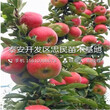 國光蘋果苗種植技術、國光蘋果苗出售價格是多少圖片