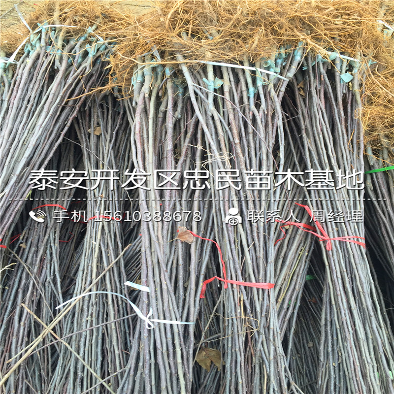 5公分蘋果苗出售多少錢、5公分蘋果苗批發(fā)價格是多少