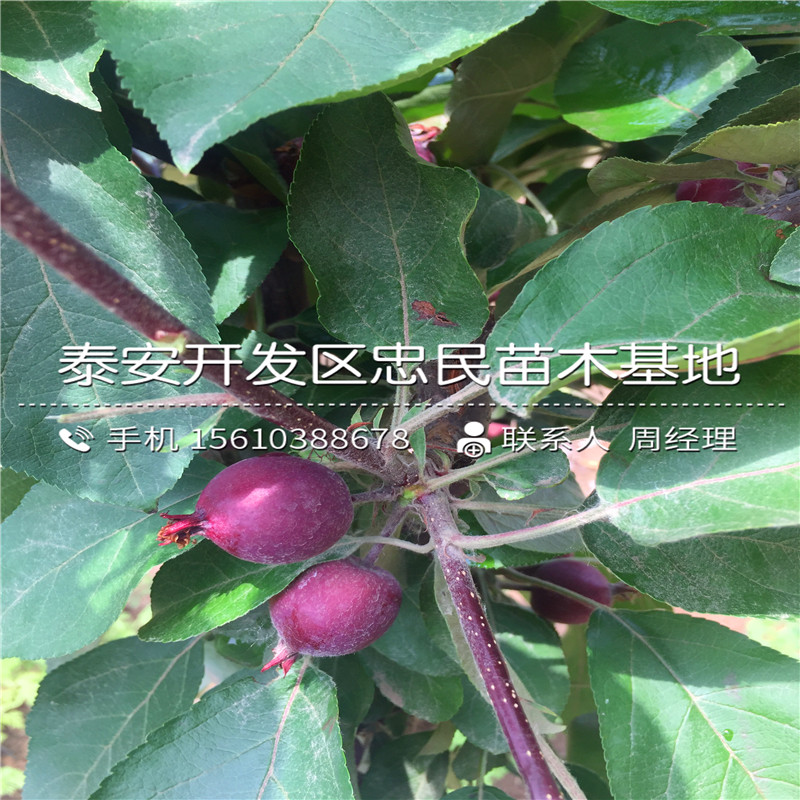 一年生蘋果苗出售價(jià)錢、一年生蘋果苗價(jià)格哪里便宜