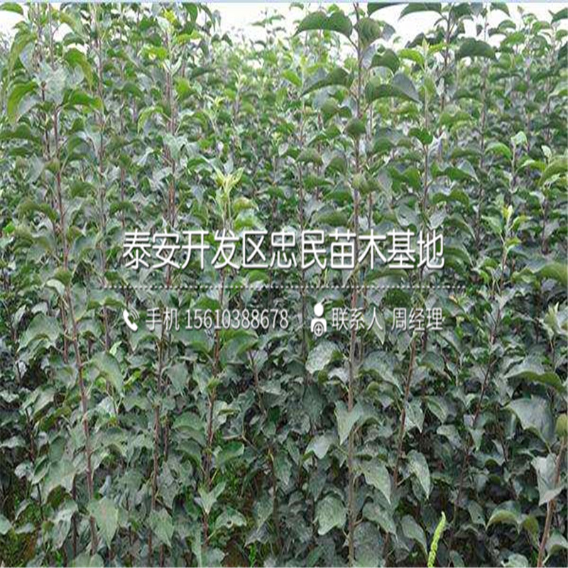 黑鉆蘋果苗批發(fā)什么價(jià)格、黑鉆蘋果苗新品種