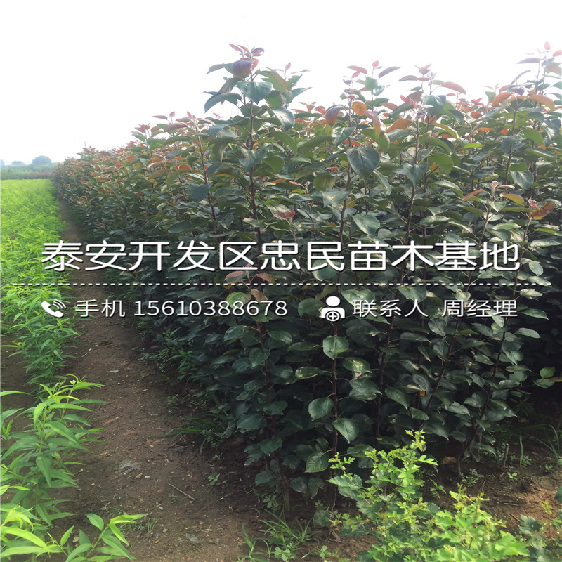 自根站蘋果苗銷售基地、自根站蘋果苗出售價格是多少