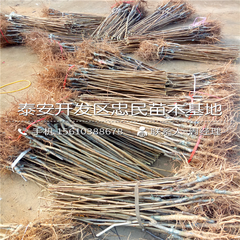 嫁接李子苗哪里有賣的、嫁接李子苗價(jià)錢低