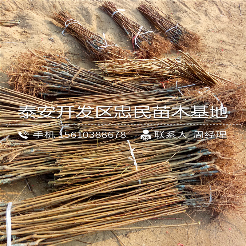 三華李子苗批發(fā)、三華李子苗產(chǎn)地在哪里呀