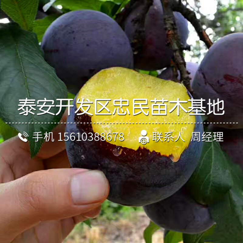 大紅袍李子苗基地、大紅袍李子苗產(chǎn)量多少