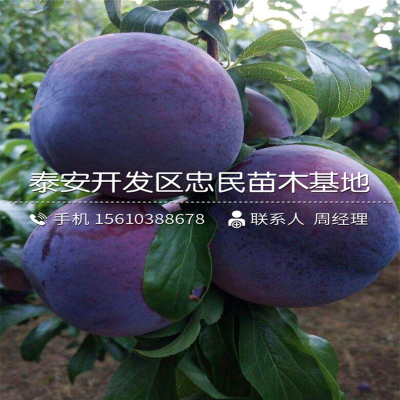 女神李子苗批發(fā)單價(jià)、女神李子苗哪里出售