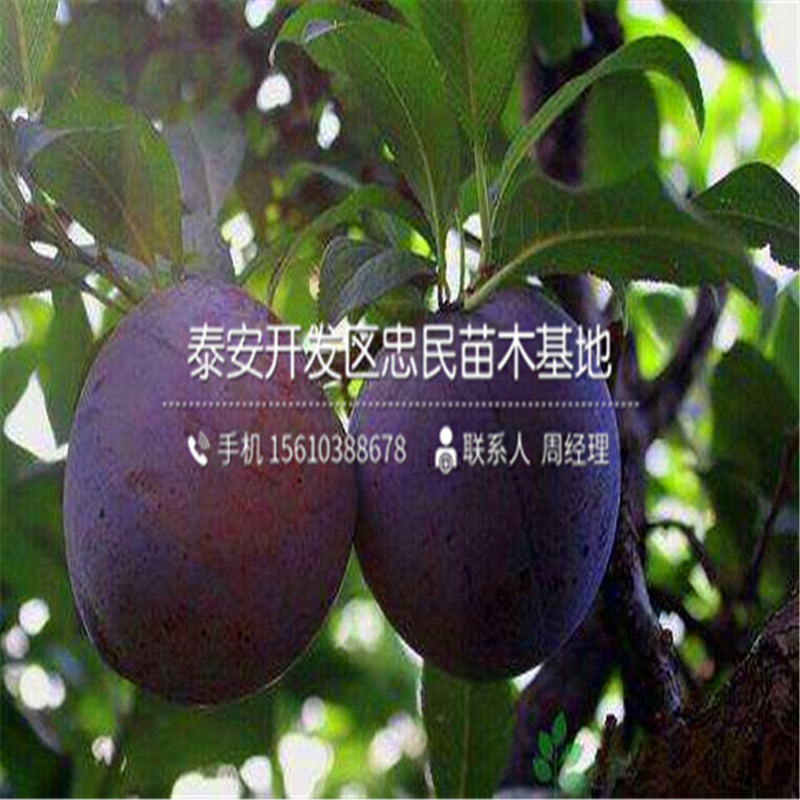 3公分李子苗出售批發(fā)、3公分李子苗價(jià)格多少