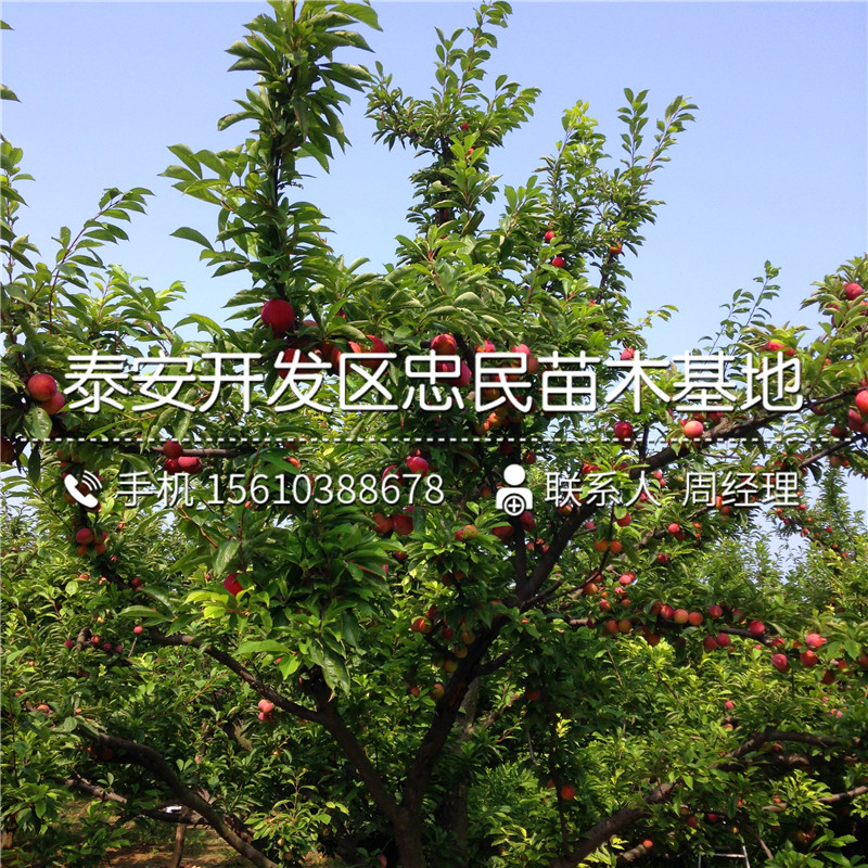 大紅袍李子苗基地、大紅袍李子苗產(chǎn)量多少