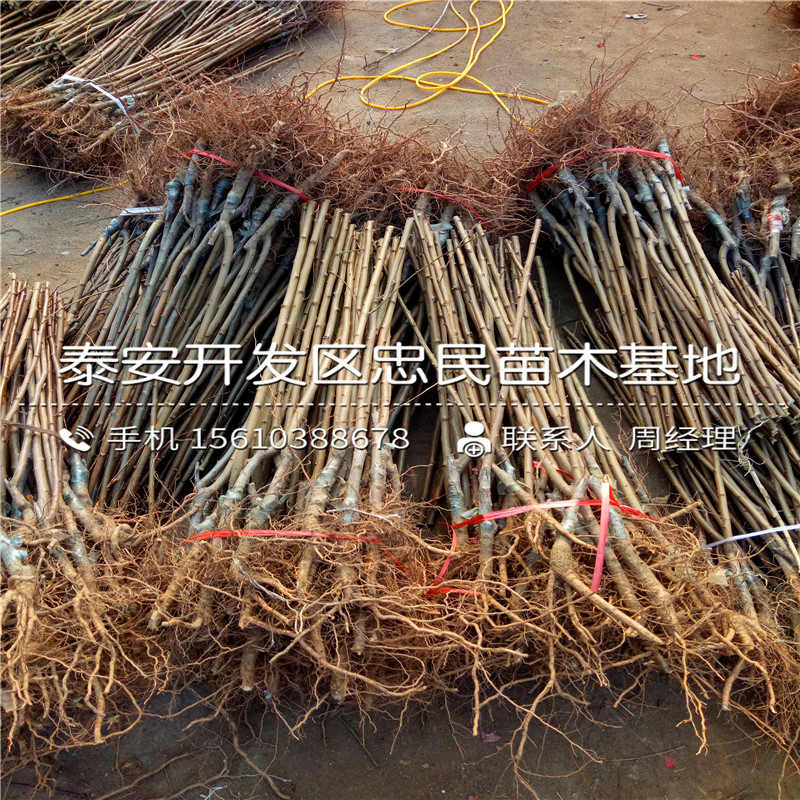鳳凰李子苗一棵多少錢、鳳凰李子苗多少錢一株