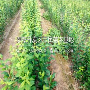 紅心李子苗哪里供應(yīng)、紅心李子苗供應(yīng)商
