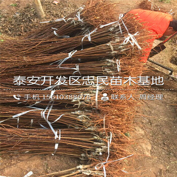 半邊紅李子苗批發(fā)單價(jià)、半邊紅李子苗多少錢一株
