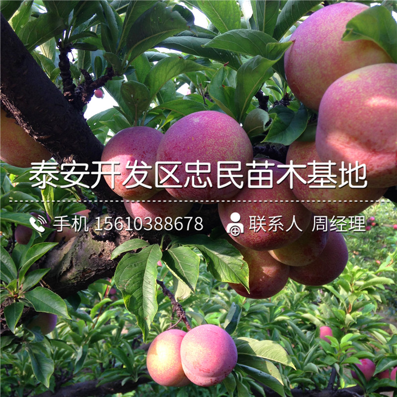 紅寶石李子苗基地、紅寶石李子苗價錢低