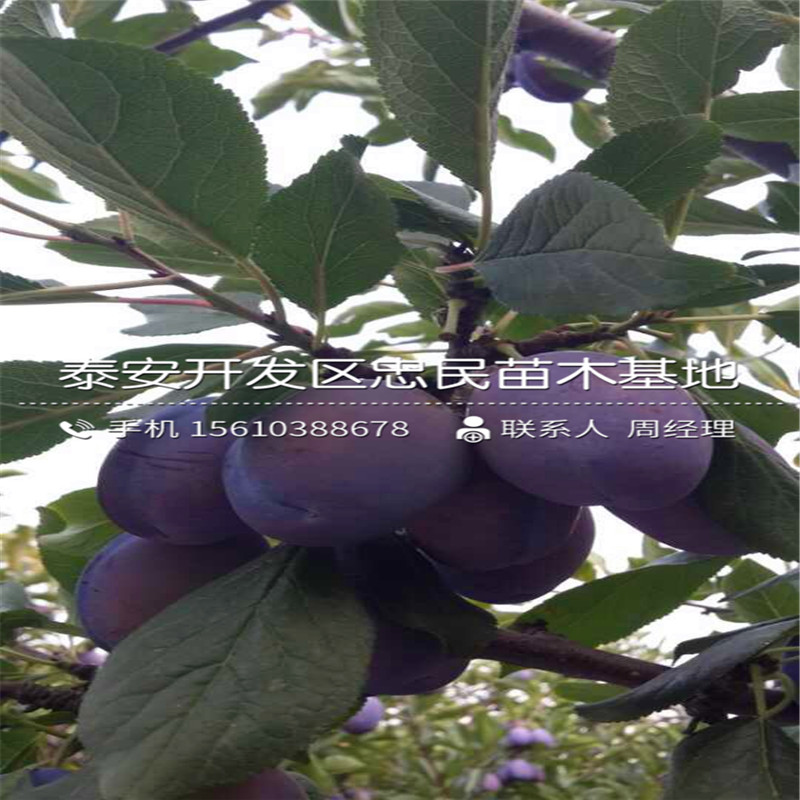 風味皇后李子苗出售批發(fā)、風味皇后李子苗一株多少錢