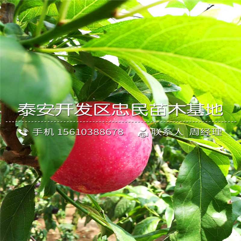 三華李子苗一棵多少錢、三華李子苗供應(yīng)商
