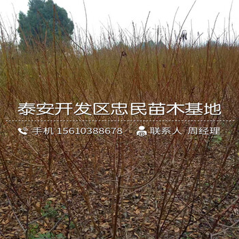 4公分李子苗出售批發(fā)、4公分李子苗廠家