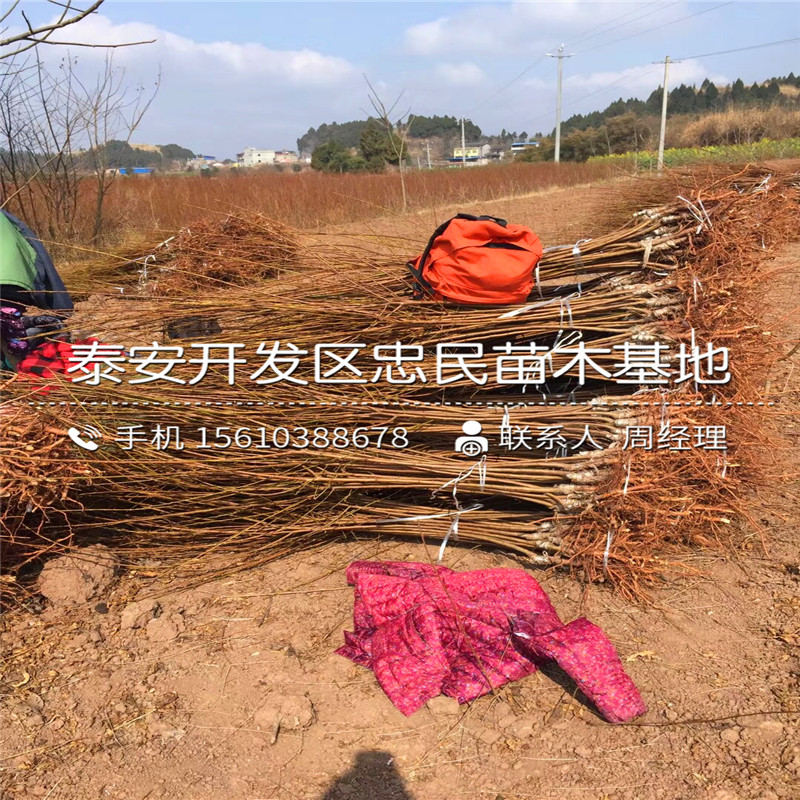 嫁接李子苗批發(fā)價(jià)位、嫁接李子苗多少錢一株