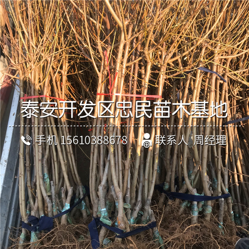 4公分李子苗出售價(jià)格、4公分李子苗價(jià)格