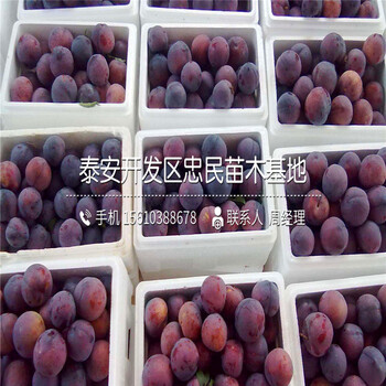 半邊紅李子苗出售多少錢、半邊紅李子苗行情