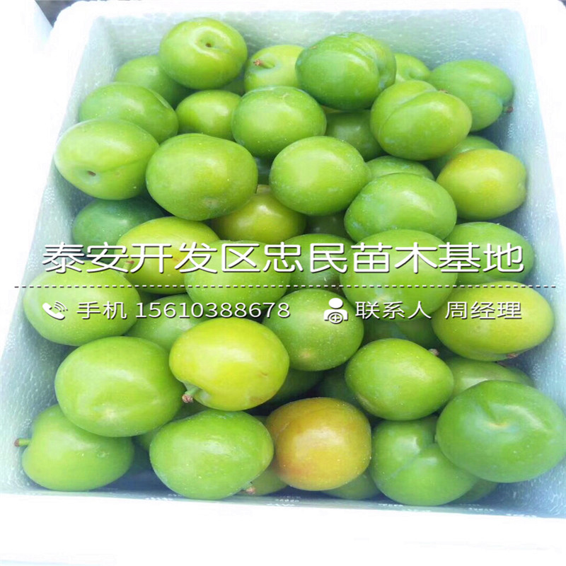 美國黑李李子苗哪里價格便宜、美國黑李李子苗產(chǎn)地在哪里呀