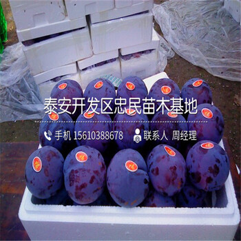 鳳凰李子苗出售多少錢、鳳凰李子苗批發(fā)價格多少