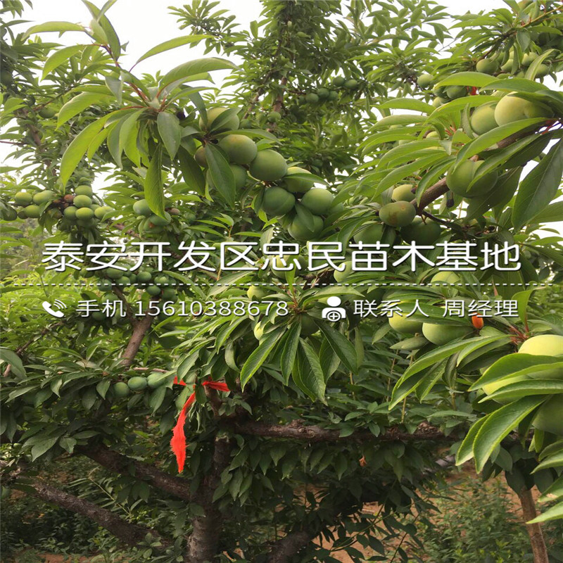 蓝莓苔藓苗基地、蓝莓苔藓苗出售价格是多少