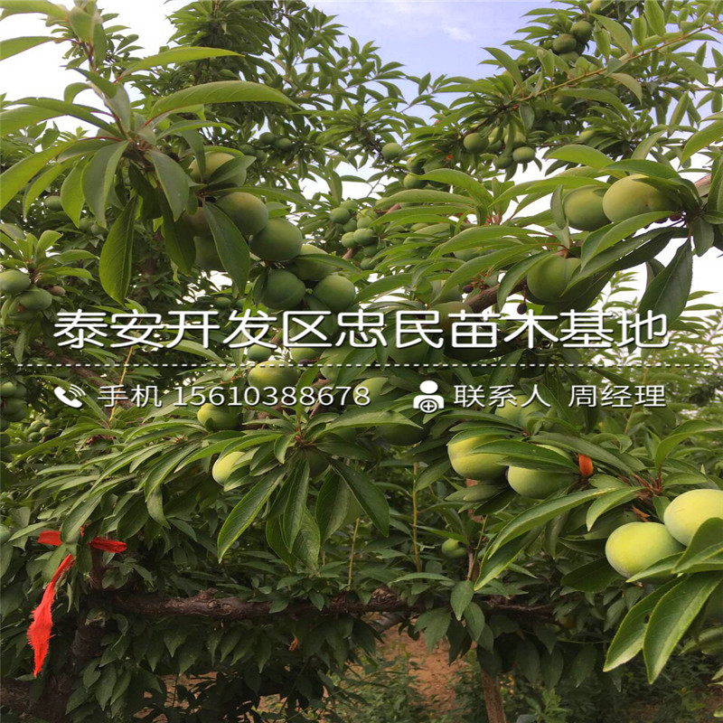 恐龍蛋李子苗出售價格、恐龍蛋李子苗栽培技術