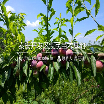 冰糖李子苗出售價錢、冰糖李子苗價格哪里便宜