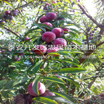 西梅李子苗批發(fā)單價(jià)、西梅李子苗一畝地栽植多少棵