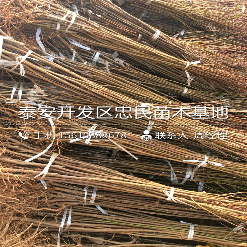 五年生李子苗附近哪里有、五年生李子苗價(jià)格哪里便宜