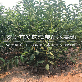 4公分李子苗出售價格、4公分李子苗價格