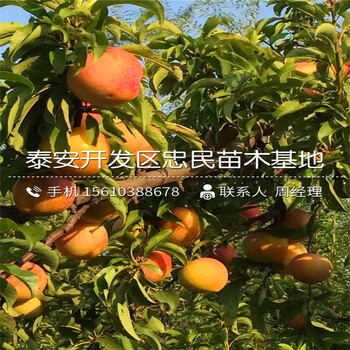 酥脆李子苗批發(fā)廠家、酥脆李子苗新品種