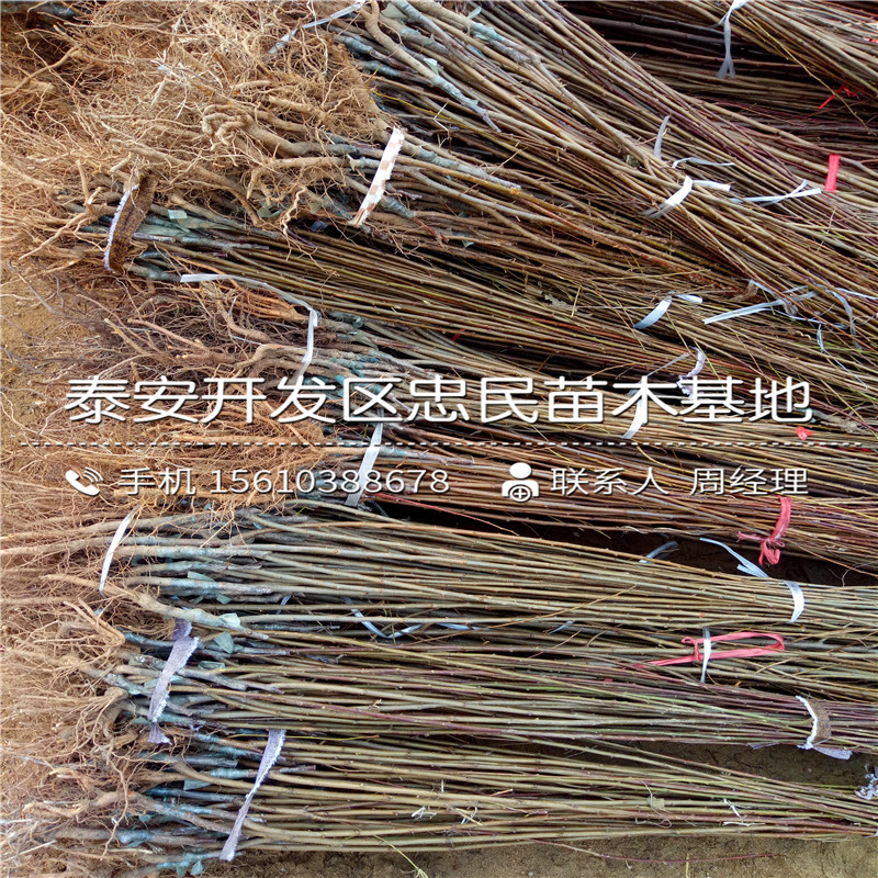 一年生李子苗一棵多少錢、一年生李子苗價格多少