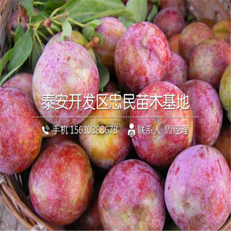 3公分李子苗種植技術(shù)、3公分李子苗批發(fā)基地