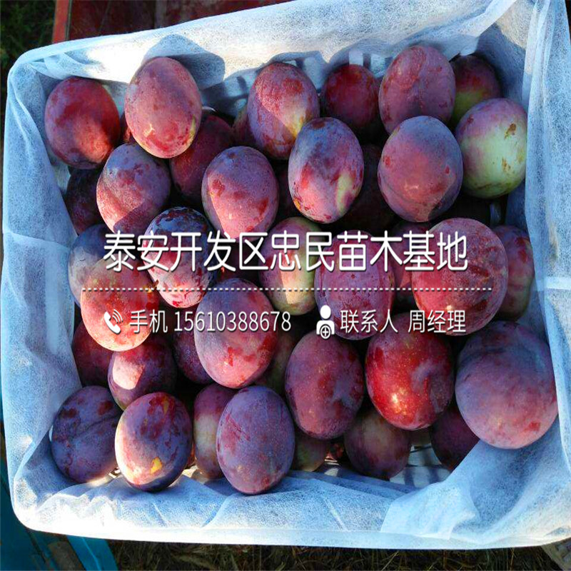 黑琥珀李子苗基地、黑琥珀李子苗新品種