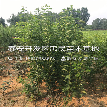 黑寶石李子苗哪里有賣(mài)的、黑寶石李子苗批發(fā)價(jià)格是多少