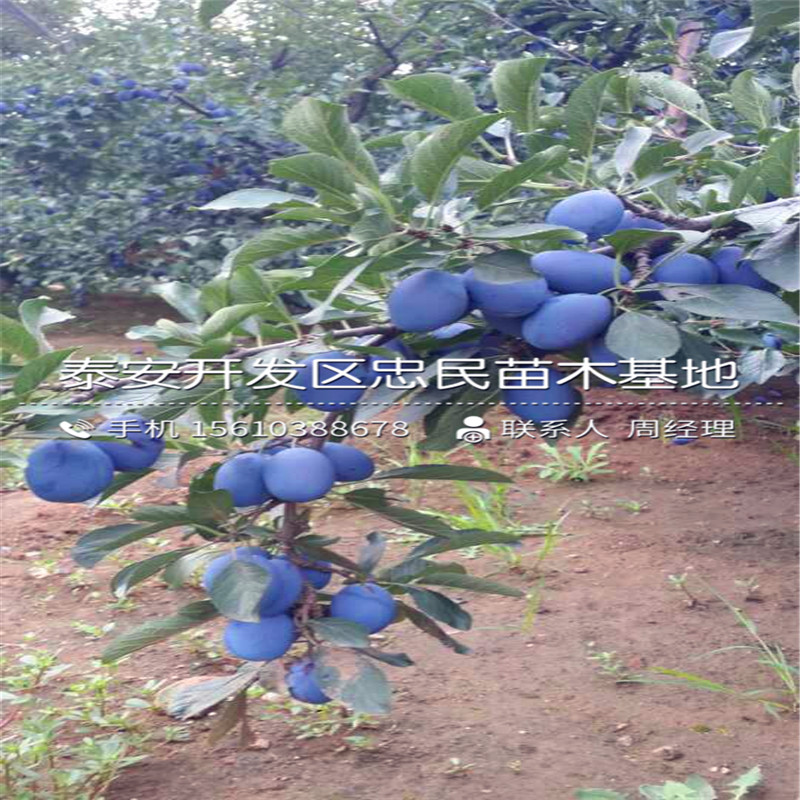 秋紅李子苗簡介、秋紅李子苗新品種