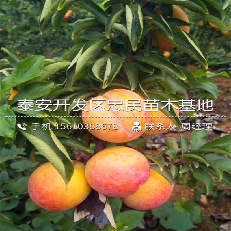 美國黑李李子苗哪里批發(fā)、美國黑李李子苗價格多少