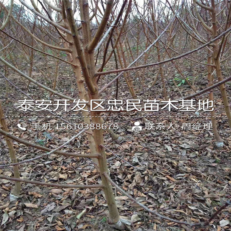 大紅袍李子苗基地、大紅袍李子苗產(chǎn)量多少