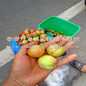 脆甜李子苗哪里批發(fā)、脆甜李子苗出售基地