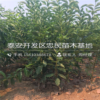一年生李子苗出售價(jià)格、一年生李子苗批發(fā)出售