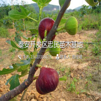 波姬红无花果树苗批发厂家、波姬红无花果树苗价格