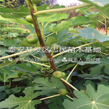 波姬紅無花果樹苗什么價(jià)格、波姬紅無花果樹苗產(chǎn)地在哪里呀